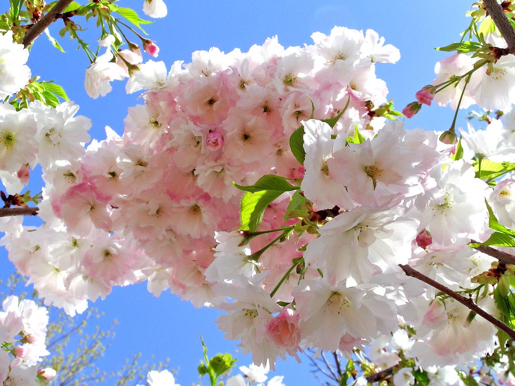 Flores blancas con toques rosados. Variedad Shogetsu. Foto de T Sea