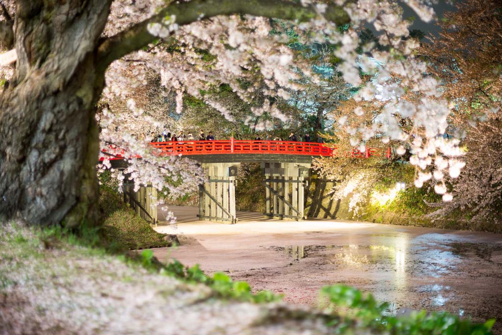 Sakura en el parque Hirosaki. Foto de GenJapan1986