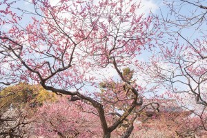 Sakura. Foto de HanWen Chen