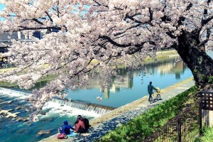 Cherry Blossom in Kamogawa. Foto de Ann Hung