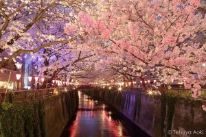 Cherry blossoms at Meguro River. Foto de Tetsuya Aoki