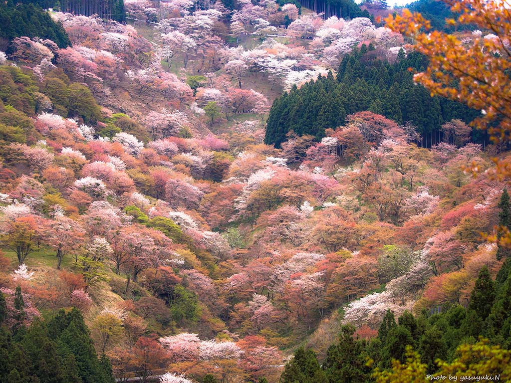 Wild cherry tree. Foto de Yasuyuki