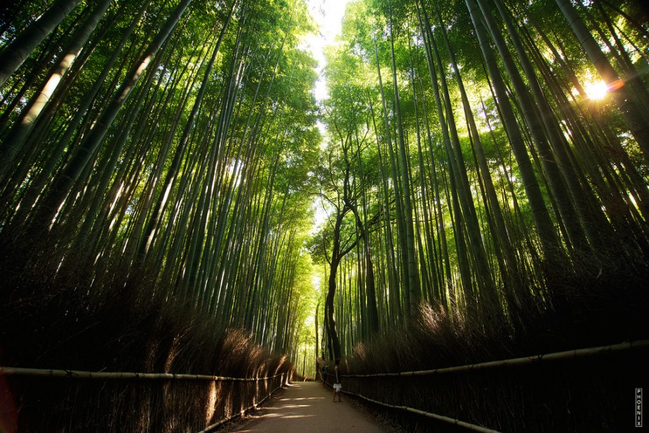 Bamboo Forest. Foto de Nguyen Hoang Viet