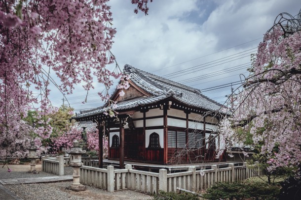 Sakura tradition. Foto de juor2