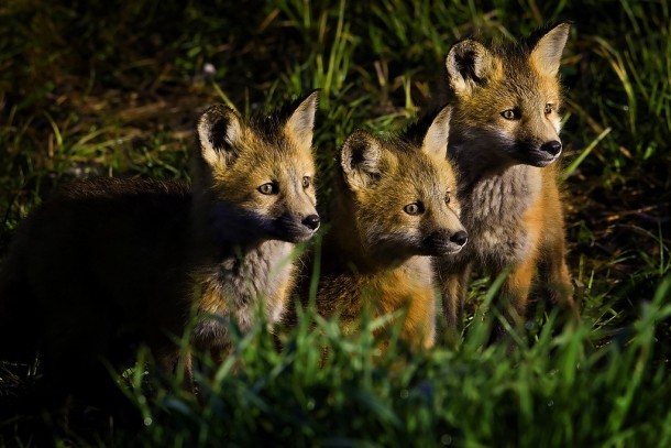 Cachorros de zorro. Foto de Jeremy Weber