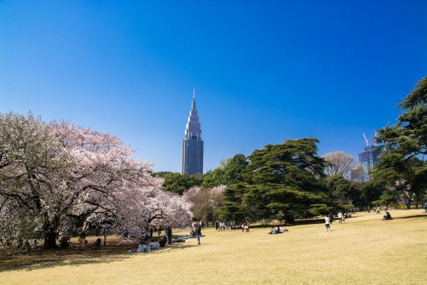 Sakura en el parque Shinjuku Gyoen