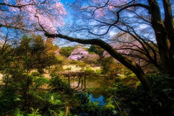 Shinjuku Gyoen