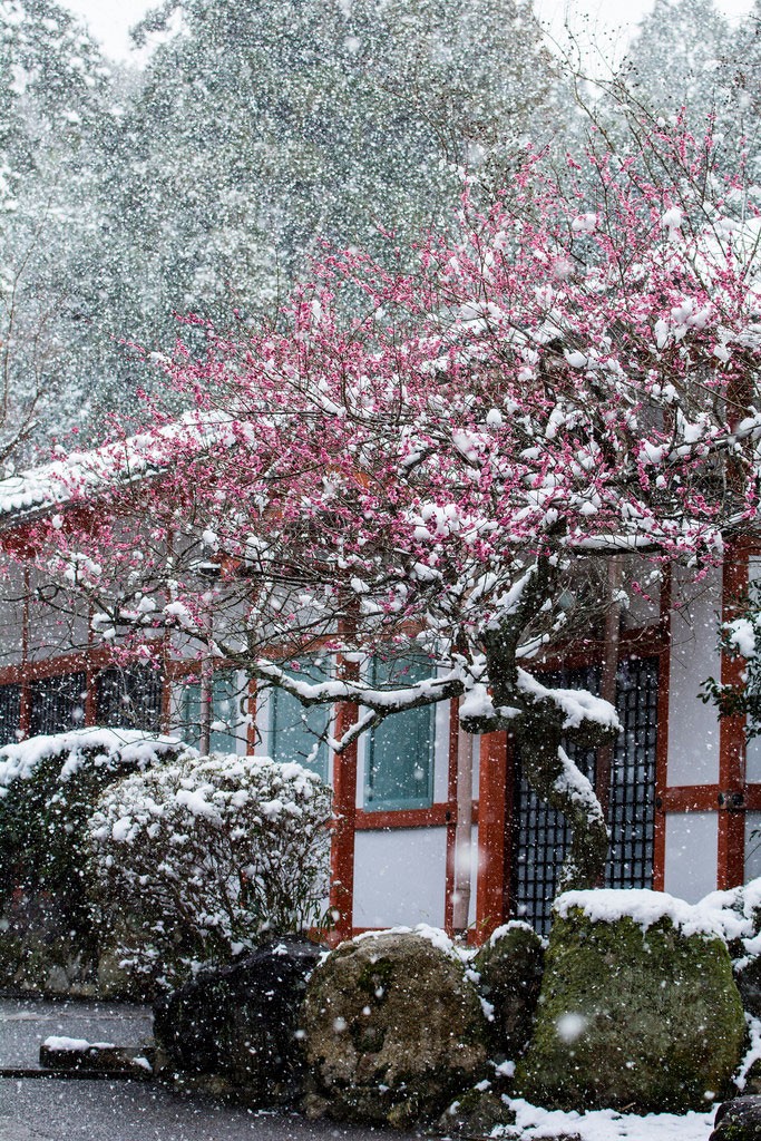 Winter meets spring. Foto de PV9007 Photography