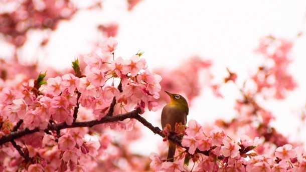 大寒桜とメジロ. Foto de Hirarin