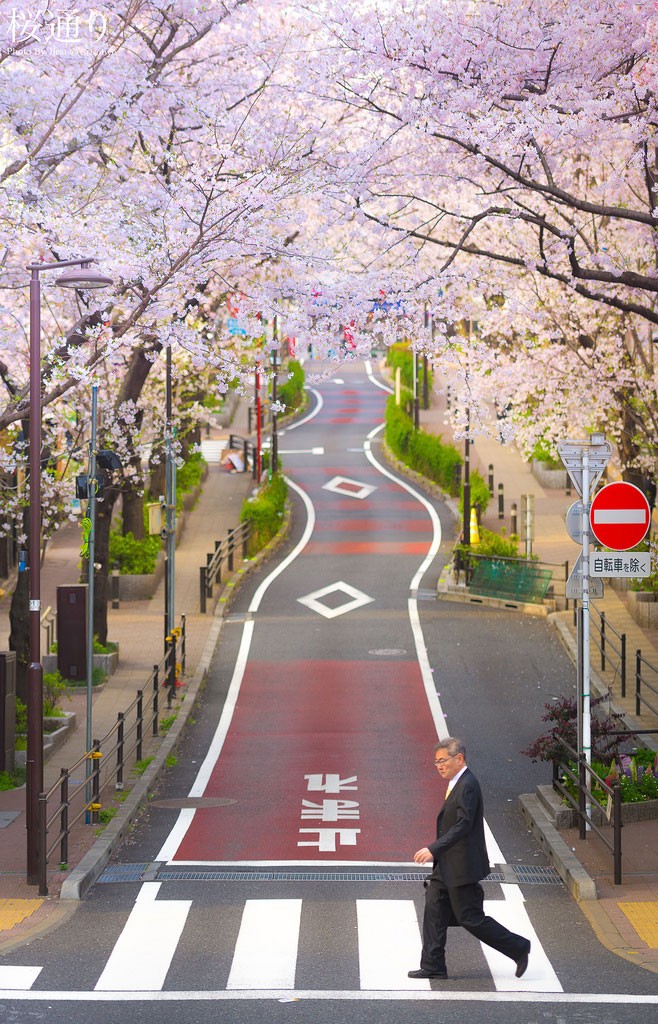 Sakura Road. Foto de Jiratto