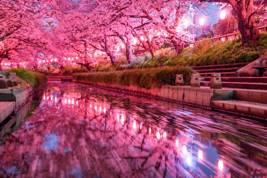 Cherry blossoms space. Foto de Wild Cat