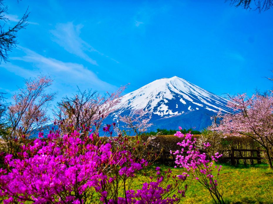 Pink flowers and Mount Fuji. Foto de Kazuhira Ito