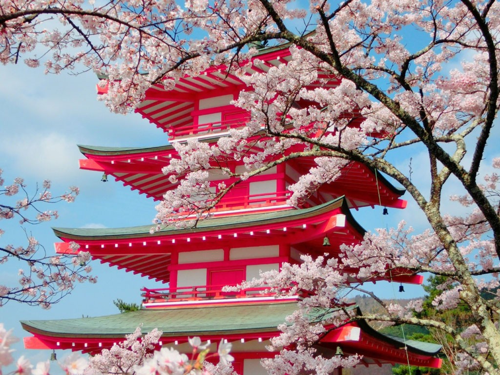 桜と忠霊塔. Foto de Serendipity May