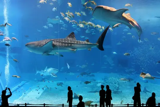Excursión Osaka en familia en Osaka