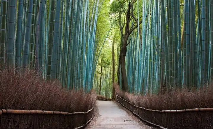Excursión Arashiyama y Kioto oeste en Kioto